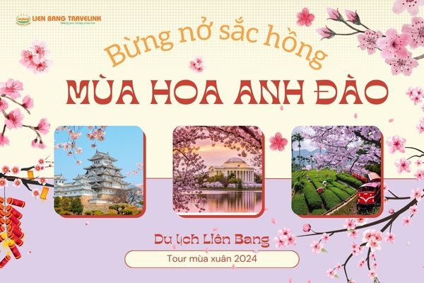 Bừng nở sắc hồng mùa Hoa Anh Đào rực rỡ trên thế giới