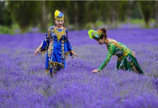 Những cánh đồng lavender nổi tiếng thế giới