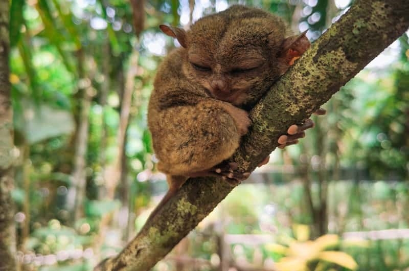 DU LỊCH PHILIPPINES: ĐẢO CEBU NẮNG VÀNG BIỂN XANH