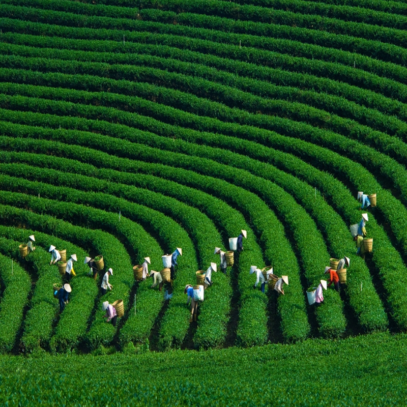 DU LỊCH TÂY BẮC (SAPA - LAI CHÂU - ĐIỆN BIÊN - MỘC CHÂU) TRỌN GÓI 5 NGÀY