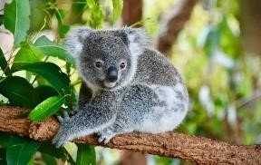 DU LỊCH ÚC: SYDNEY – MELBOURNE