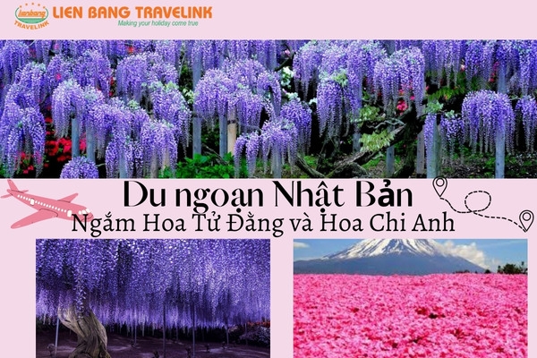 Du ngoạn Nhật Bản - Ngắm hoa tử đằng và hoa chi anh (5 ngày 4 đêm)