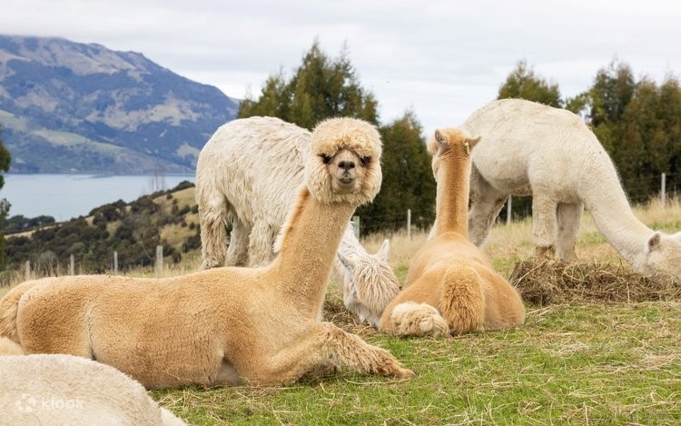 KHÁM PHÁ NEW ZEALAND: Bắc Đảo & Nam Đảo
