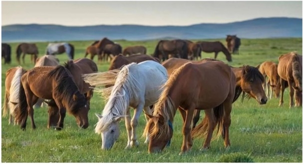 TOUR MÔNG CỔ: BẢN HÙNG CA THẢO NGUYÊN XANH: ULAANBAATAR - ELSEN TASARKHAI - ORKHON - KHARKHORIN VƯỜN QUỐC GIA HUSTAI - VƯỜN QUỐC GIA TERELJ