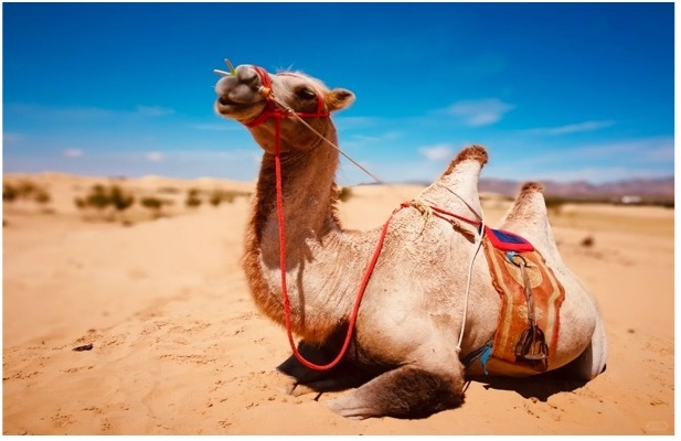 TOUR MÔNG CỔ: BẢN HÙNG CA THẢO NGUYÊN XANH: ULAANBAATAR - ELSEN TASARKHAI - ORKHON - KHARKHORIN VƯỜN QUỐC GIA HUSTAI - VƯỜN QUỐC GIA TERELJ
