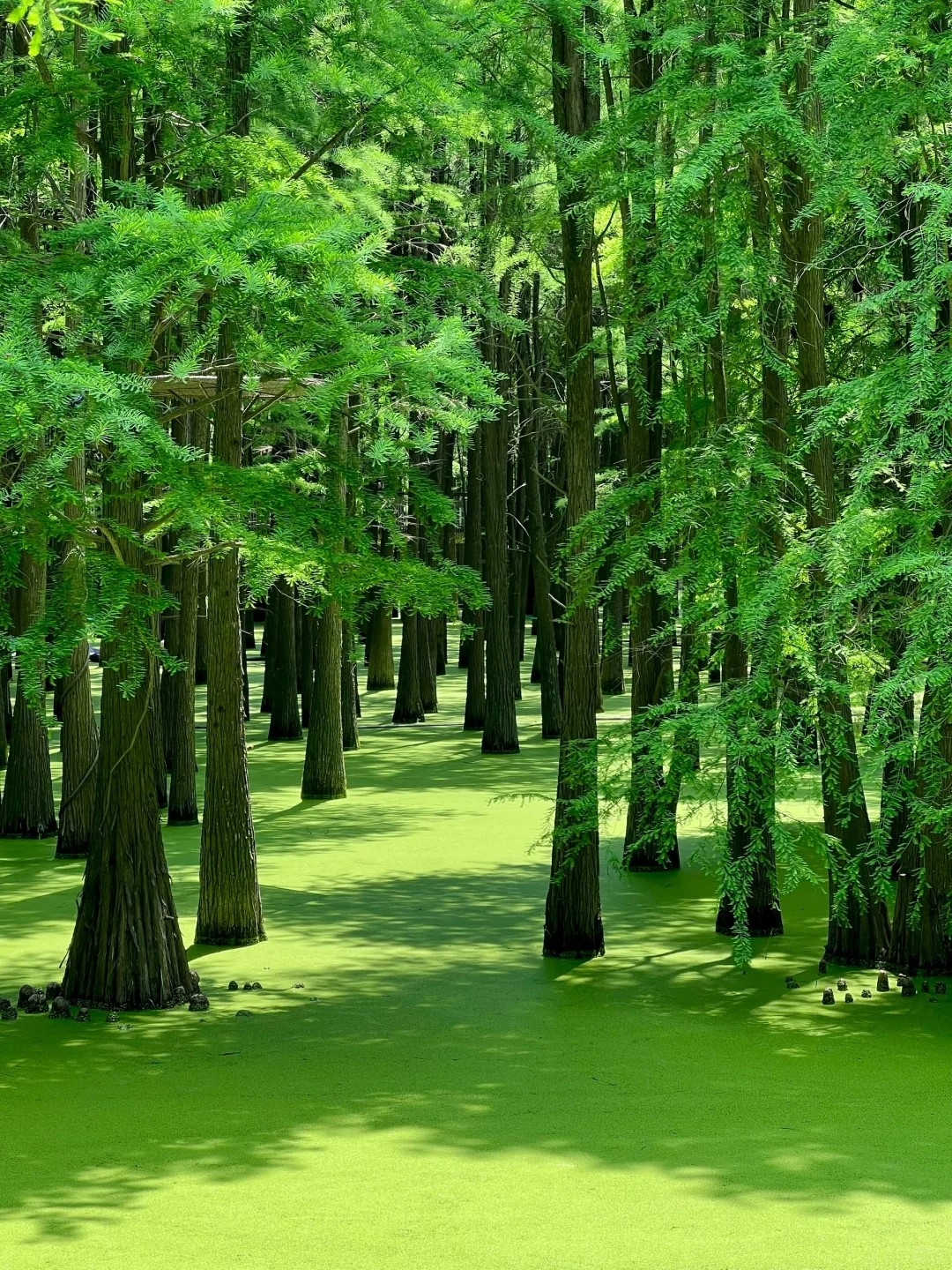 TRUNG HOA DU KÝ: THƯỢNG HẢI - HÀNG CHÂU - Ô TRẤN