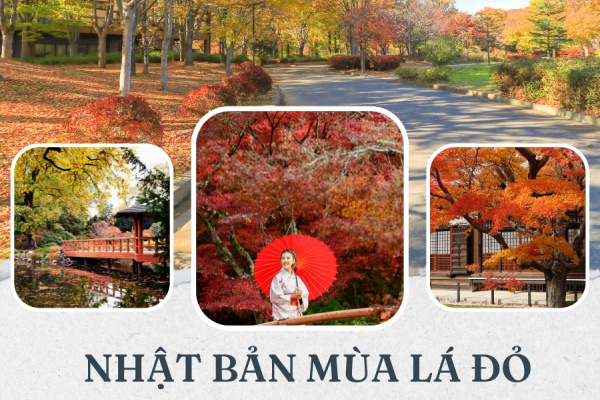 Lịch lá đỏ mùa thu Nhật Bản năm 2024