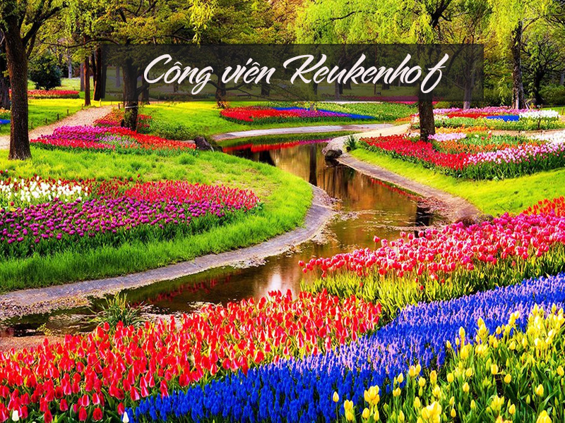 Du lịch xuân Châu Âu - rực rỡ sắc hoa Tulip