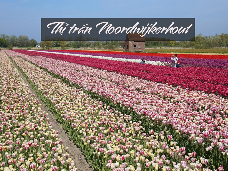 Du lịch xuân Châu Âu - rực rỡ sắc hoa Tulip