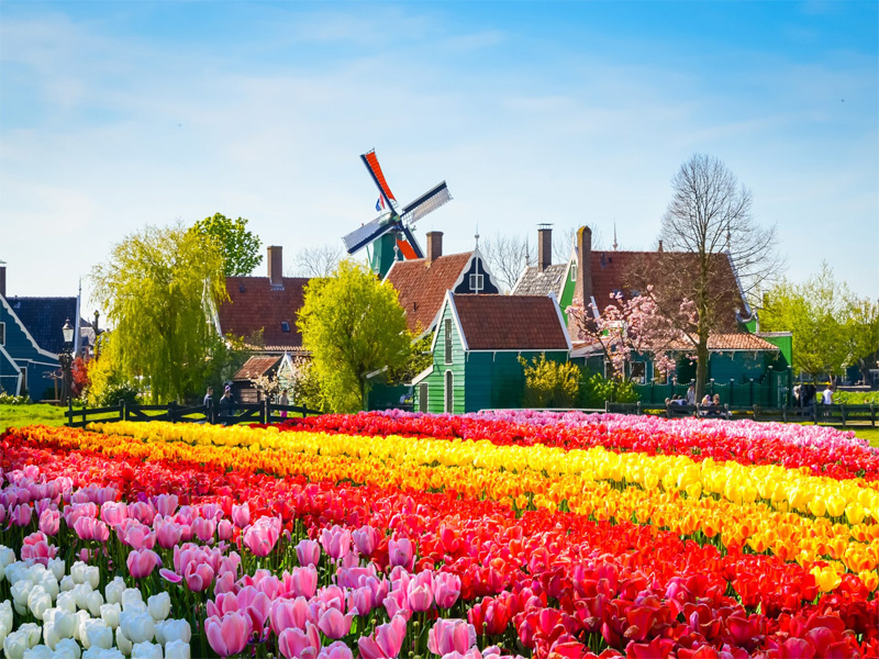 Du lịch xuân Châu Âu - rực rỡ sắc hoa Tulip